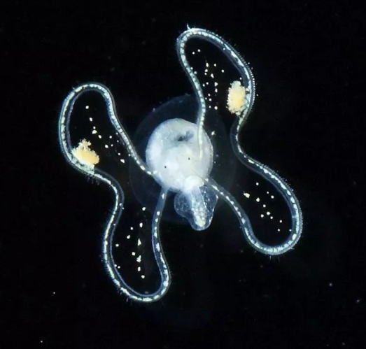 什么是浮游生物