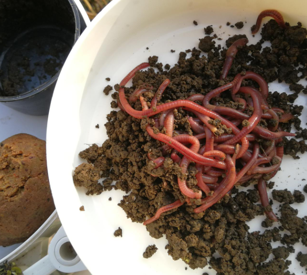 钓草鱼用什么饵