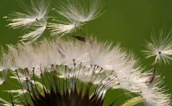 植物种子的传播方式有哪些