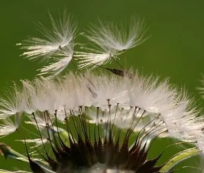 真假蒲公英图片