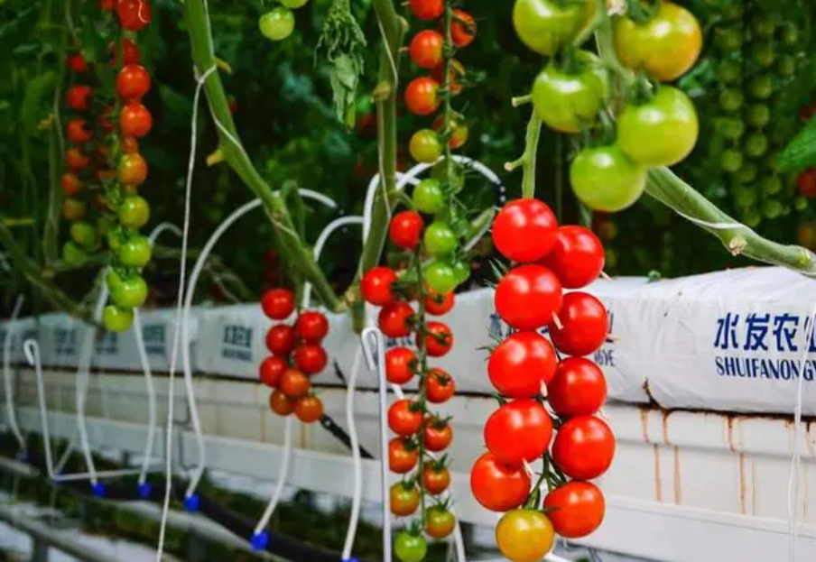 番茄无土栽培