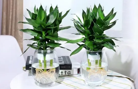 富贵竹发黄怎么办