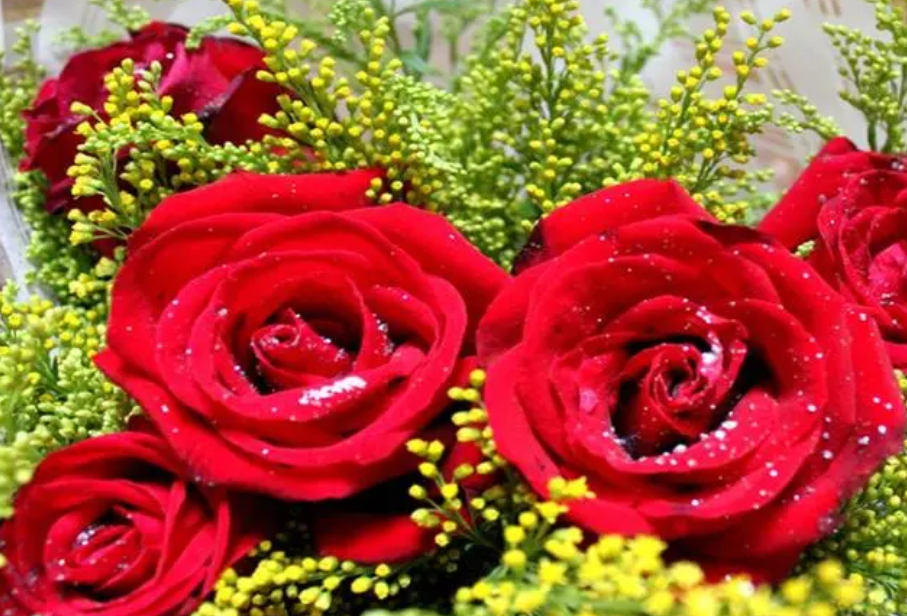 玫瑰颜色的含义