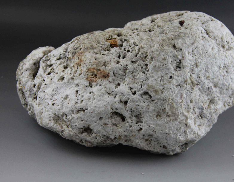 龙涎香来自哪种海洋生物