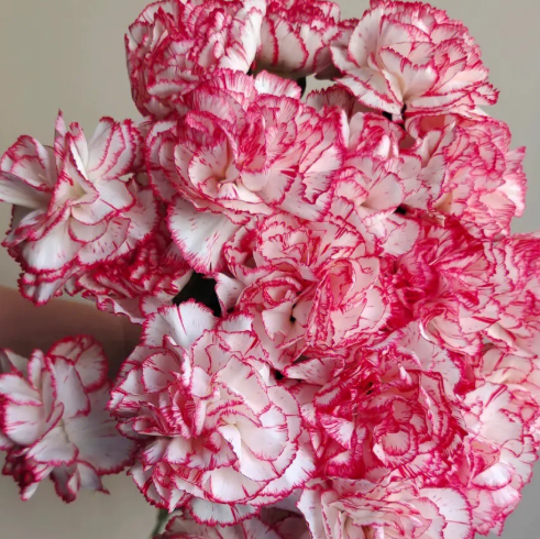 教师节送什么花