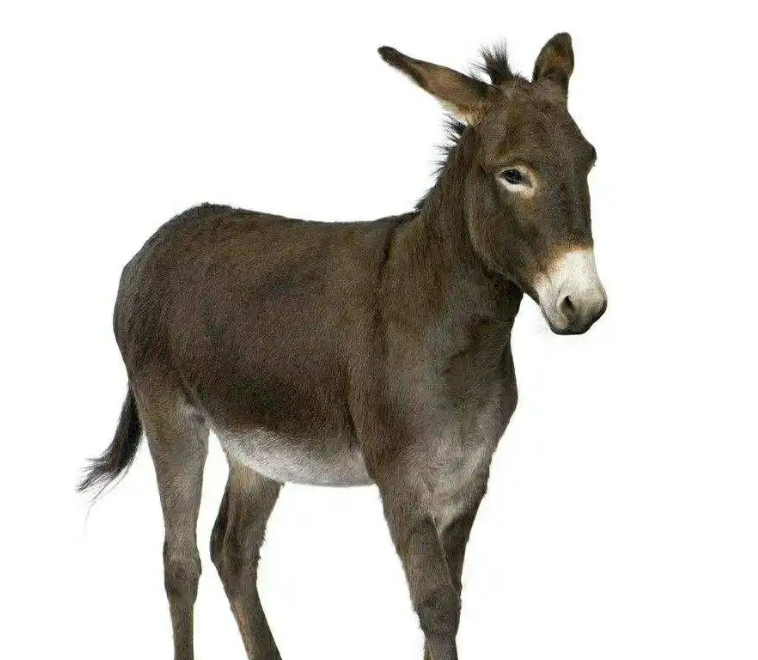 一头毛驴多少钱