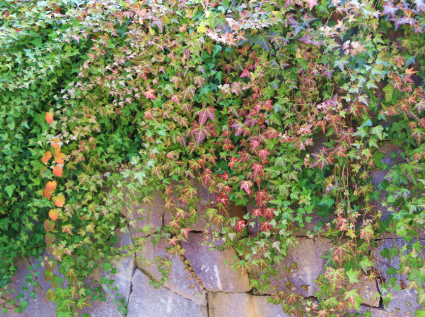 爬山虎脚的图片