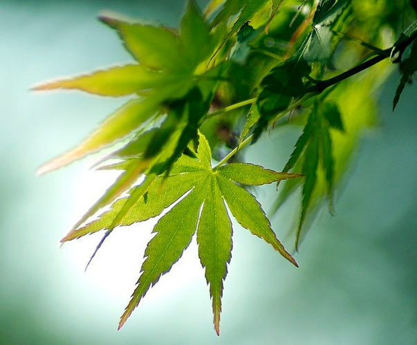 青枫与鸡爪槭的区别