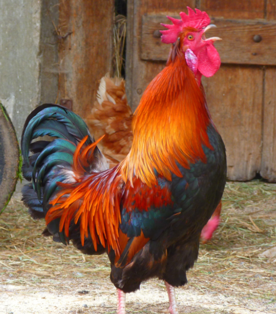 一只公鸡和一只母鸡