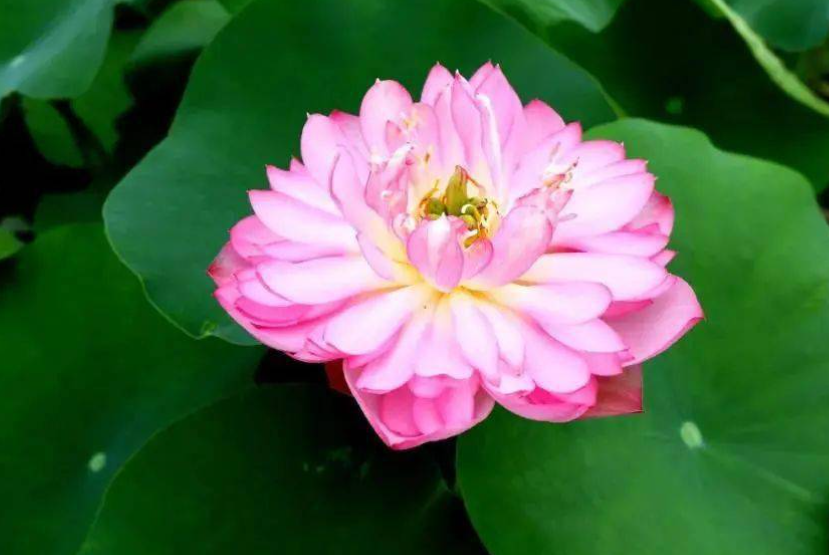 荷花的栽培方法