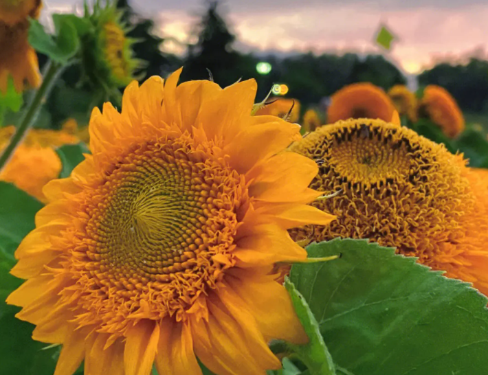 向日葵会每天随着太阳转动
