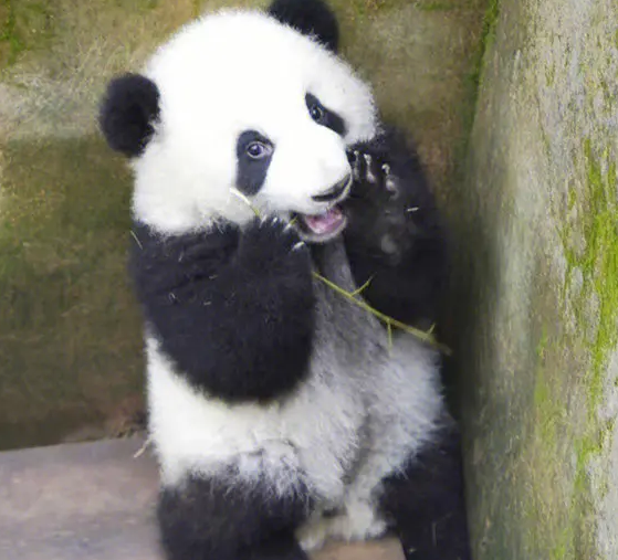 中国珍稀动物大全