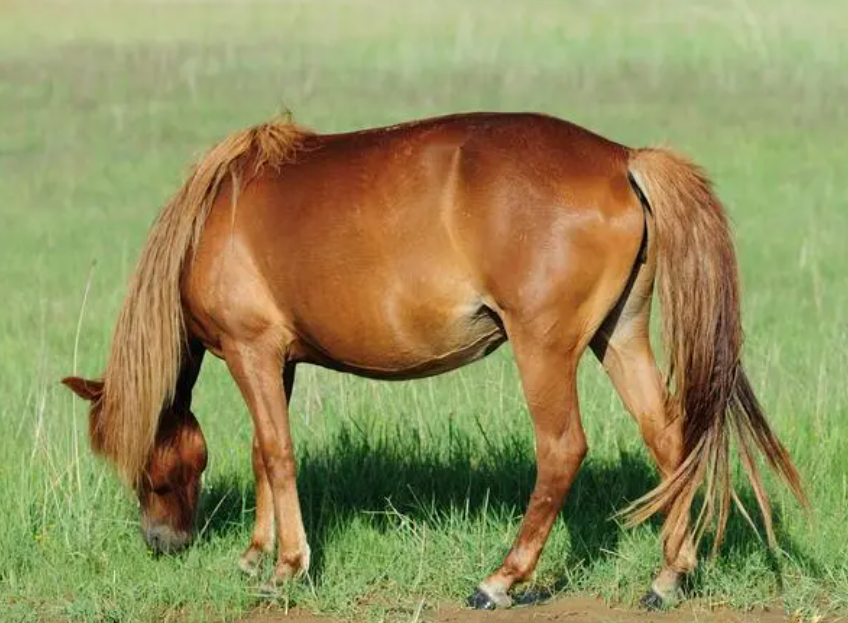 马是怎么和人交流配的