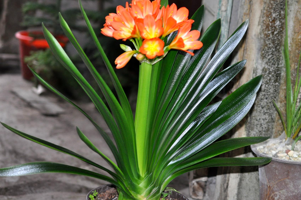 君子兰的养殖方法和注意事项