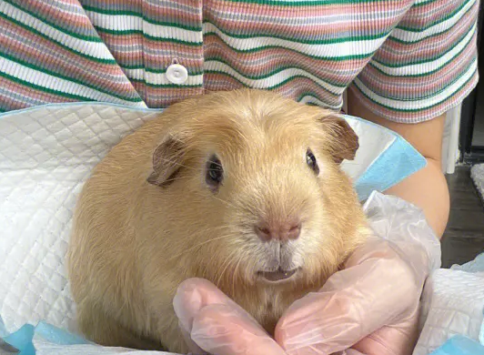 荷兰猪是什么动物