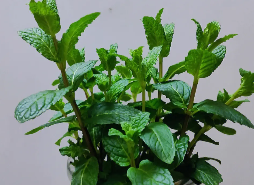 薄荷怎么养 盆栽