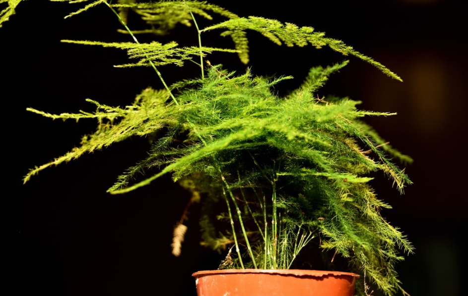 文竹的养殖方法和注意事项