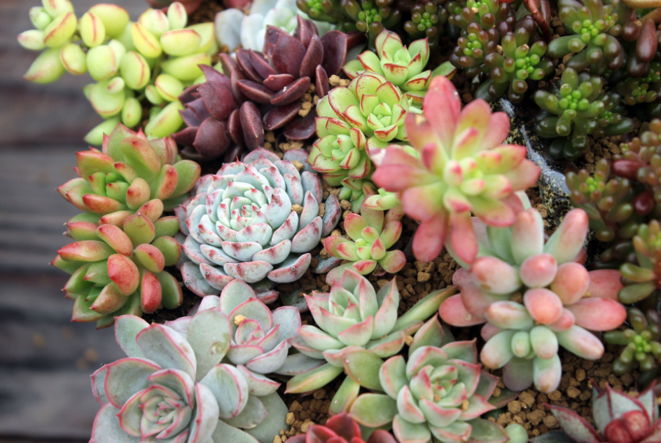 多肉植物怎么养才养得又大又肥