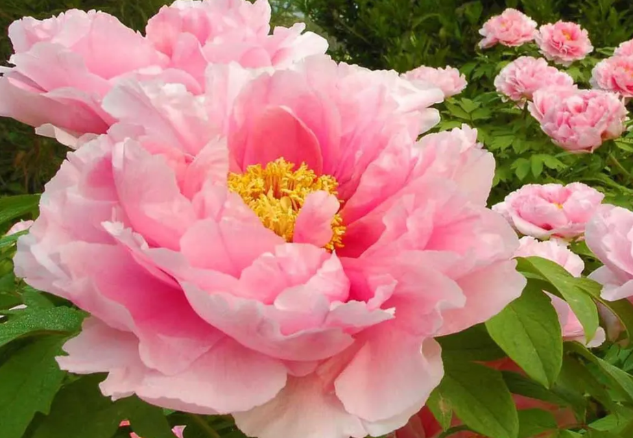 中国的***是什么花