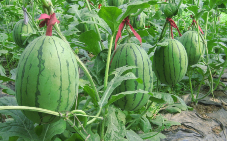 西瓜种植方法和技术