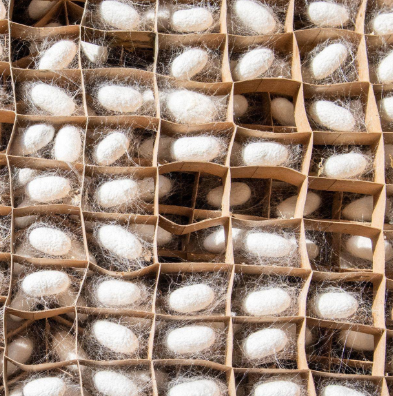 家里养蚕的危害