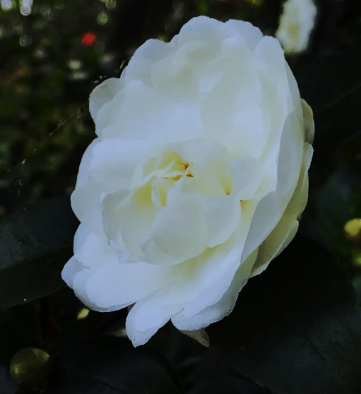 白山茶的花语寓意