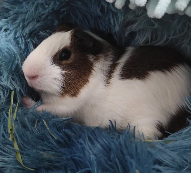 荷兰猪是哪种动物