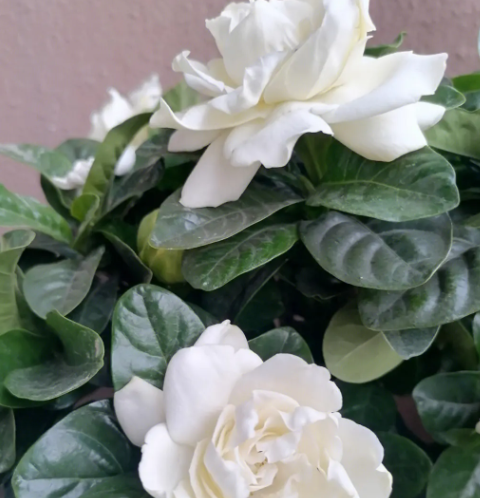 栀子花叶子发黄是什么原因