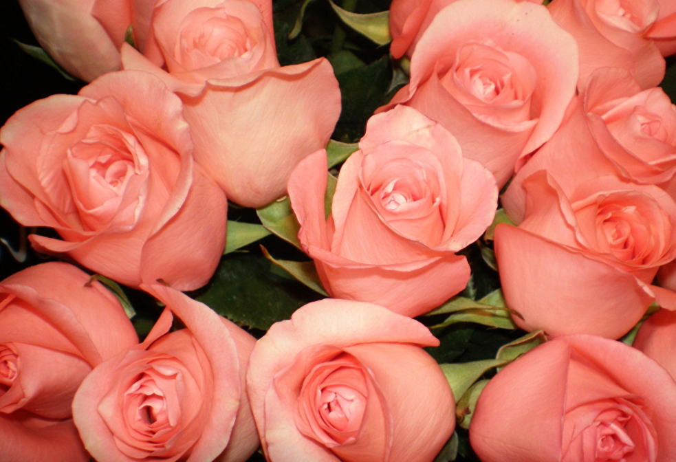 粉色玫瑰代表什么