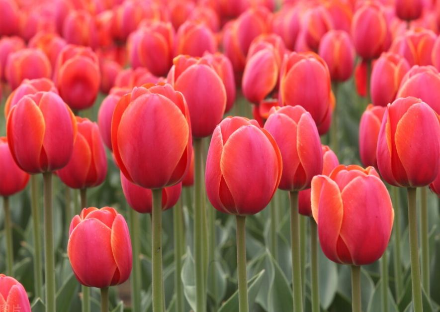 郁金香的花语是什么