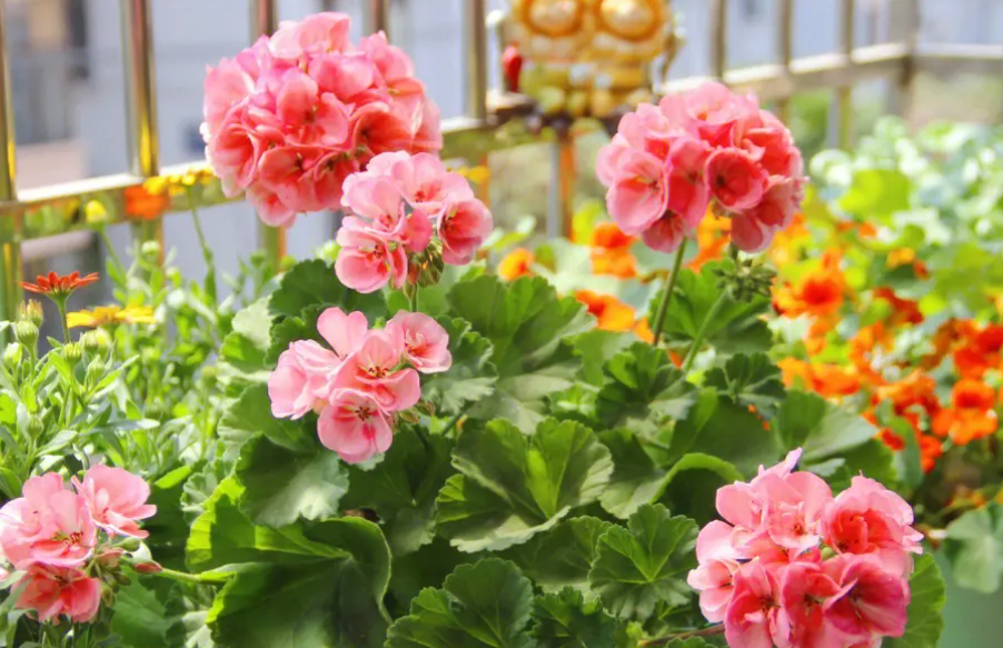 天竺葵的养殖方法