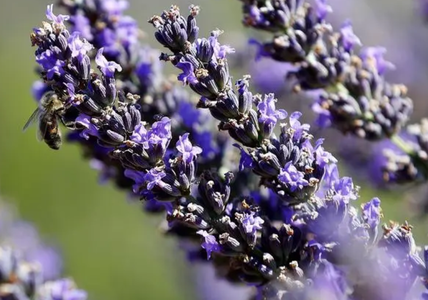 薰衣草花期