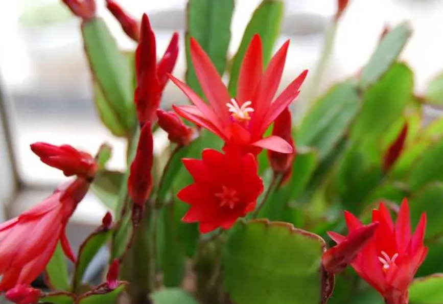 蟹爪兰的养殖方法