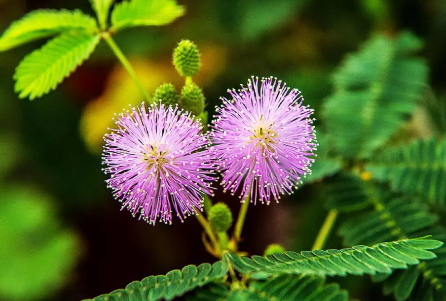 含羞草的特点