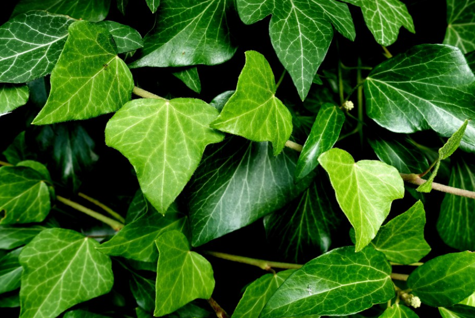 净化空气的植物