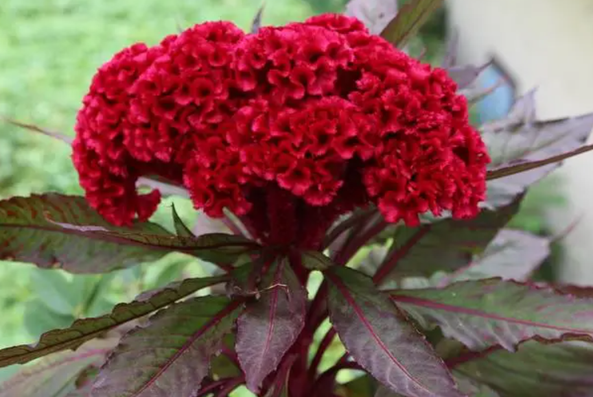 鸡冠花什么时候开