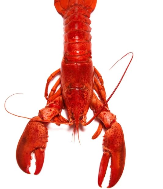 大龙虾多少钱一斤