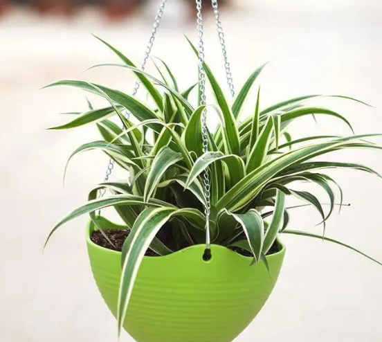 适合室内养的植物