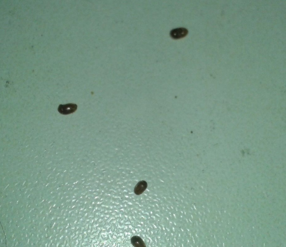 花盆里有小飞虫