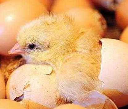 鸡蛋孵小鸡