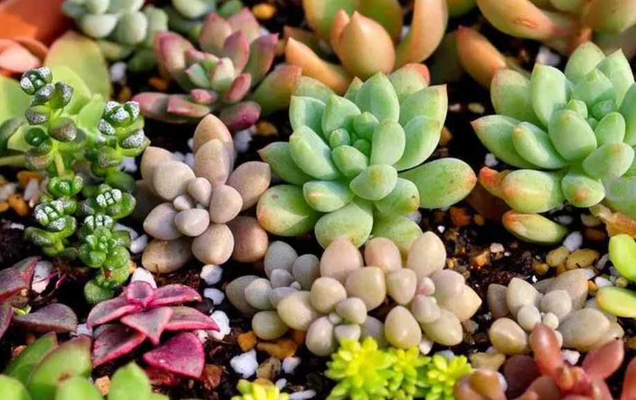 家中养什么花好