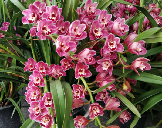 大花蕙兰怎么养