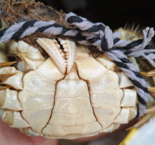 公蟹母蟹的区别图片