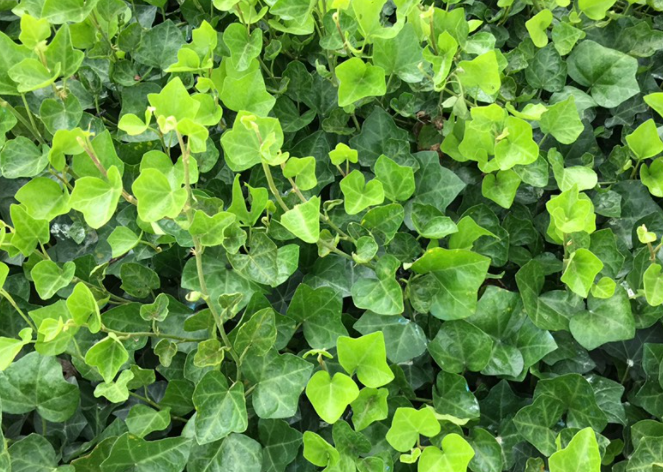 什么花可以吸甲醛