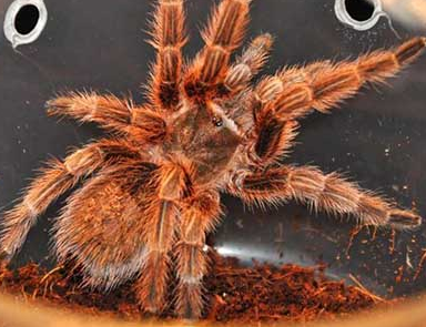 智利火玫瑰蜘蛛