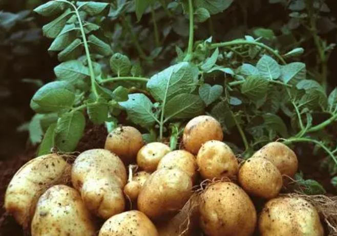 马铃薯种植技术