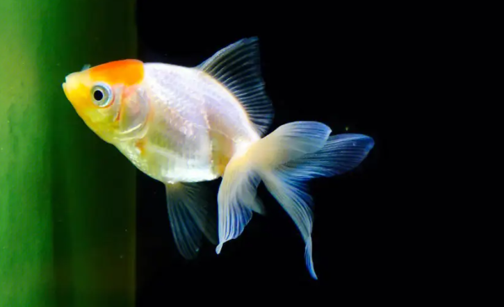 金鱼的记忆真的只有七秒吗