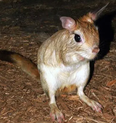 世界最小跳鼠