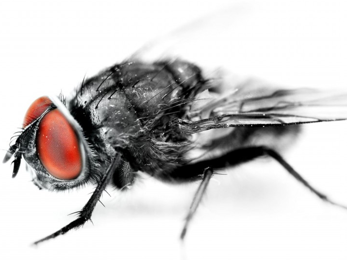 斑马是白条纹的黑马还是黑条纹的白马