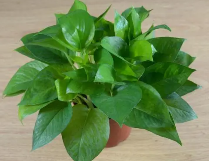 绿萝叶子发黄怎么办?